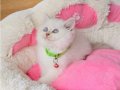 Show kalite Maviş point British shorthair bebeklerim 
