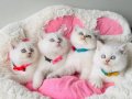 Show kalite Maviş point British shorthair bebeklerim 