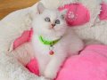Show kalite Maviş point British shorthair bebeklerim 