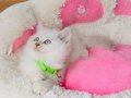 Show kalite Maviş point British shorthair bebeklerim 