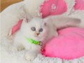 Show kalite Maviş point British shorthair bebeklerim 