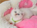 Show kalite Maviş point British shorthair bebeklerim 