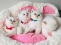 Show kalite Maviş point British shorthair bebeklerim 
