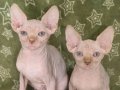 Anne altından sagkan 0 tüy Sphynx bebeklerim 
