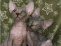 Anne altından sagkan 0 tüy Sphynx bebeklerim 