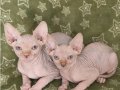 Anne altından sagkan 0 tüy Sphynx bebeklerim 