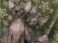 Anne altından sagkan 0 tüy Sphynx bebeklerim 
