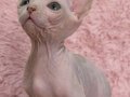 Anne altından sagkan 0 tüy Sphynx bebeklerim 