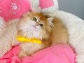 Show kalite golden ny12 brıtısh Longhair bebeğim 