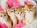 SCR li anne babadan golden NY12 Brıtısh shorthair 