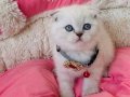 Maviş lynxpoınt scotısh fold bebeğim 