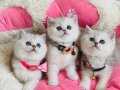 Show kalite silver shaded british shorthair bebekleirm 