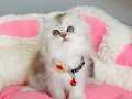A kalite silver shaded/Bicolor british longhair bebeklerim 