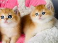 SCR li anne babadan golden NY12 Brıtısh shorthair 