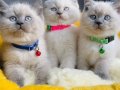 Show kalite maviş Bluepoınt brıtısh shorthair bebeklerim 