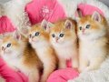SCR li anne babadan golden NY12 Brıtısh shorthair 
