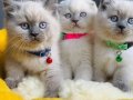 Show kalite maviş Bluepoınt brıtısh shorthair bebeklerim 