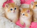 SCR li anne babadan golden NY12 Brıtısh shorthair 