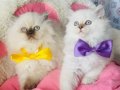 Maviş point British longhair bebeğim 