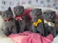 Ayı suratlı Blue ve Lilac scotısh fold bebeklerim 