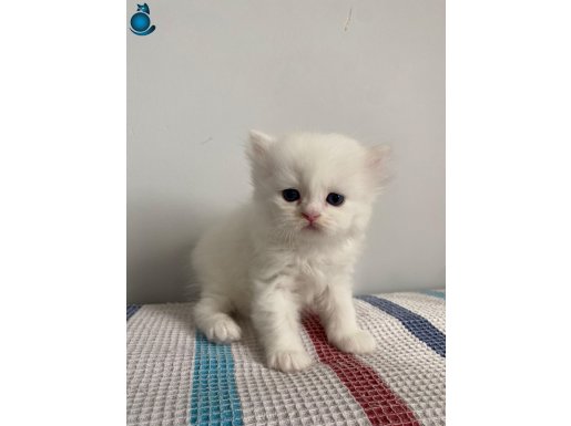 PAMUK GİBİ BEYAZ YAVRU CHINCHILLA