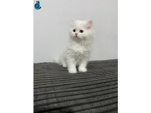 PAMUK GİBİ BEYAZ YAVRU CHINCHILLA