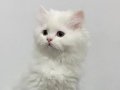 PAMUK GİBİ BEYAZ YAVRU CHINCHILLA