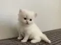 BEYAZ CHINCHILLA YAVRUSU