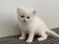 BEYAZ CHINCHILLA YAVRUSU