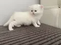 BEYAZ CHINCHILLA YAVRUSU