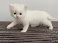 BEYAZ CHINCHILLA YAVRUSU