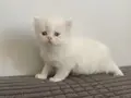 BEYAZ CHINCHILLA YAVRUSU