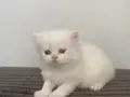 BEYAZ CHINCHILLA YAVRUSU