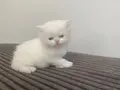 BEYAZ CHINCHILLA YAVRUSU
