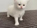 BEYAZ CHINCHILLA YAVRUSU