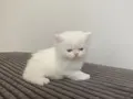 BEYAZ CHINCHILLA YAVRUSU