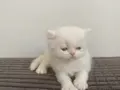 BEYAZ CHINCHILLA YAVRUSU