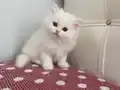 BEYAZ CHINCHILLA YAVRULARI