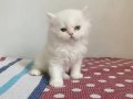 BEYAZ CHINCHILLA YAVRULARI
