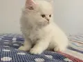 BEYAZ CHINCHILLA YAVRULARI