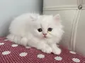 BEYAZ CHINCHILLA YAVRULARI