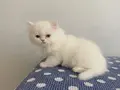 BEYAZ CHINCHILLA YAVRULARI