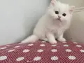 BEYAZ CHINCHILLA YAVRULARI
