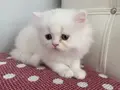BEYAZ CHINCHILLA YAVRULARI