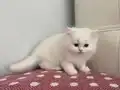 BEYAZ CHINCHILLA YAVRULARI