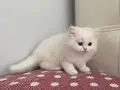 BEYAZ CHINCHILLA YAVRULARI