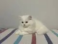 BEYAZ VE SARI CHINCHILLA YAVRULARI