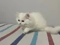 BEYAZ VE SARI CHINCHILLA YAVRULARI