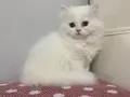 BEYAZ VE SARI CHINCHILLA YAVRULARI