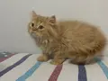 BEYAZ VE SARI CHINCHILLA YAVRULARI